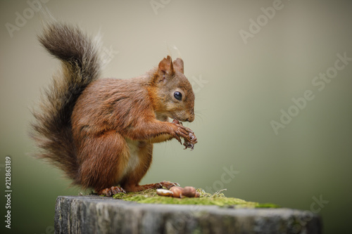 Red squirrel in the UK