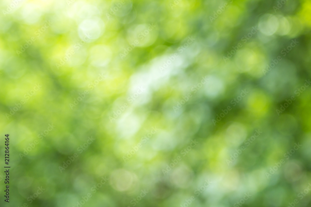 Blurred green tree leaf background with bokeh, Nature texture