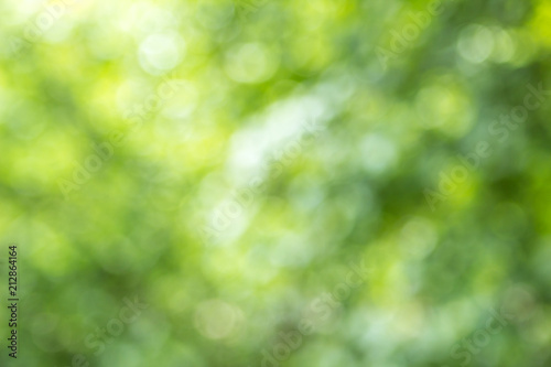 Blurred green tree leaf background with bokeh, Nature texture
