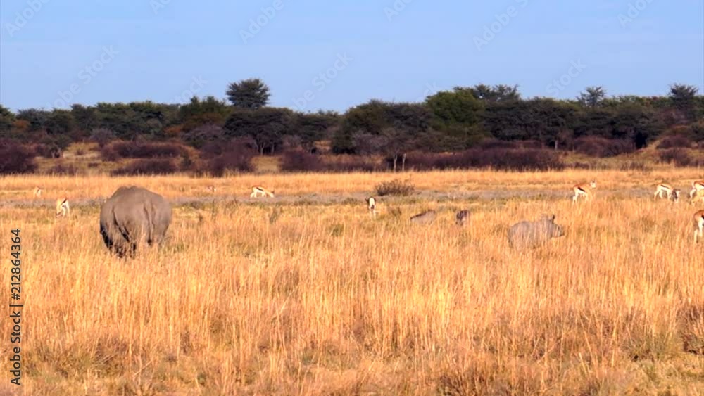 Rhino with a little one and Springbok. Khama Rhino Sanctuary, Serowe, Botswana. Rhino with a little one and Springbok. Khama Rhino Sanctuary, Serowe, Botswana.