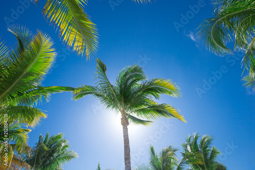 Wallpaper Mural Coconut palm trees, beautiful tropical background Torontodigital.ca