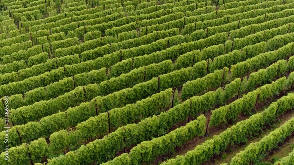 An aerial view of rows and rows of Hops ready for harvesting in the English county of Kent. Hops are used in the production of beer around the world. An aerial view of rows and rows of Hops ready for harvesting in the English county of Kent. Hops are used in the production of beer around the world.