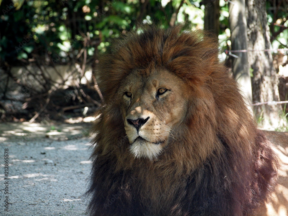 Naklejka premium Loewe