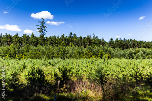 Summer forest in South Bohemia. Czech Republic.