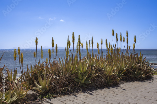 Blumenbeet an der Promenade in Lanzarote