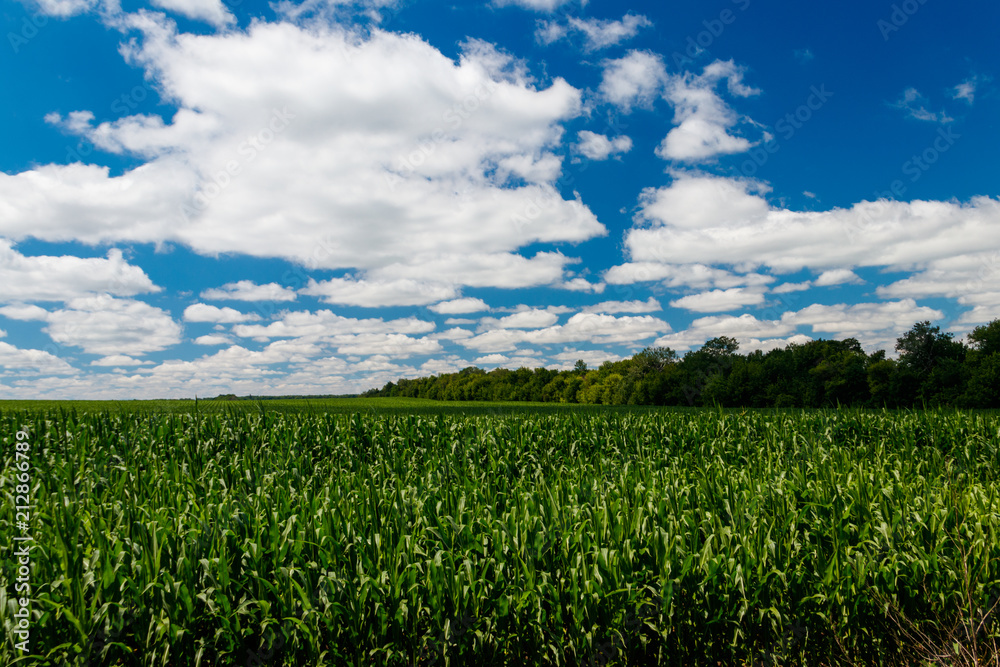 Field of young green corn Field of young green corn