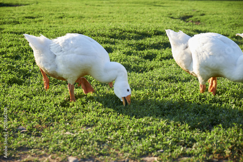 White geese on green grass