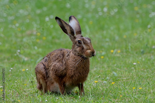 Aufrecht in der Wiese sitzender Feldhase photo