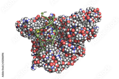 Quadro em tela EcoRI is an endonuclease isolated from E