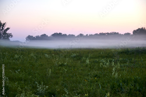 evening fog in the meadow
