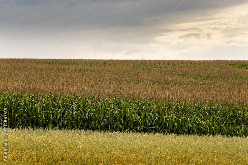 Corn field in the Czech countryside