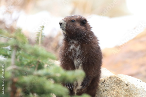 Vancouver Island Marmot, Marmota vancouverensis,  Mount Washington, Vancouver Island, BC, Canada
