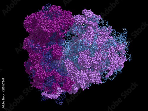 Eukaryotic ribosome, protein subunits in violet, RNA subunits in blue, 40S subunit in darker shades. photo