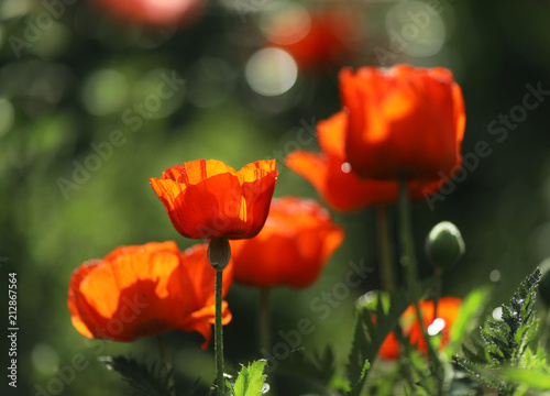 Fototapeta Naklejka Na Ścianę i Meble -  Red Papaver orientale in the summer garden.