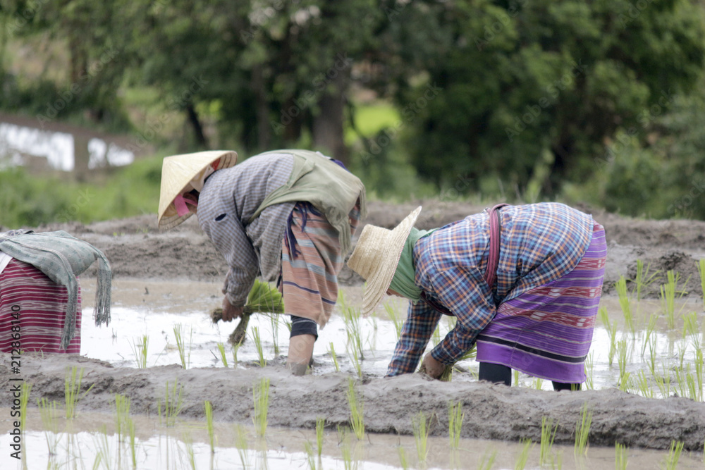 Farmer growing rice in the filed.