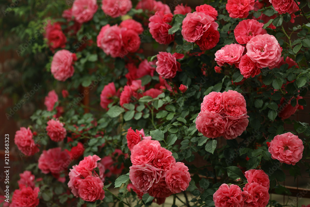Pink climbing rose "Rosarium Uetersen" in the summer garden. Stock Photo |  Adobe Stock