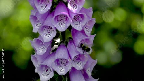 Bee inside purple clockflower in super slowmotion photo