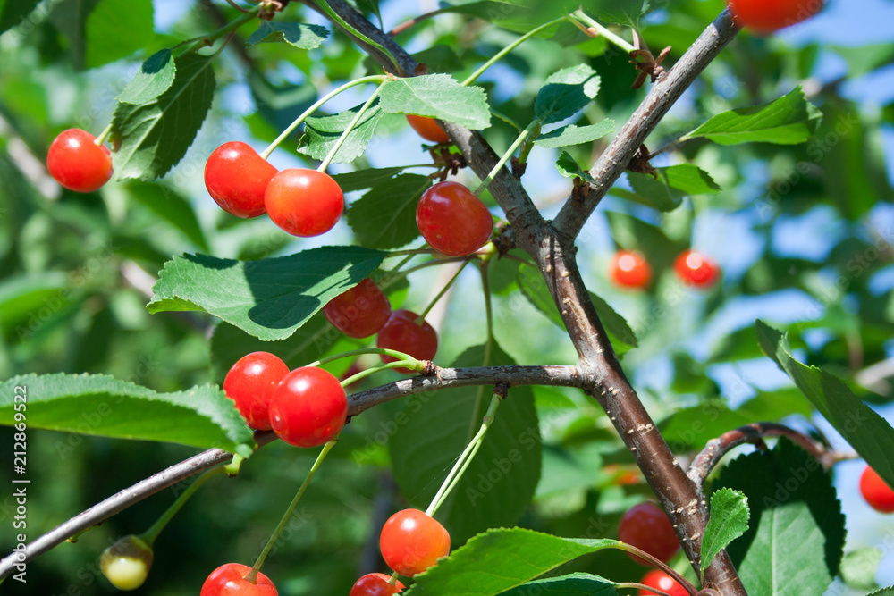 Branch with cherry