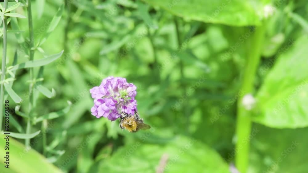 Wasp with Anther Dust on purple flower in super slowmotion Wasp with Anther Dust on purple flower in super slowmotion