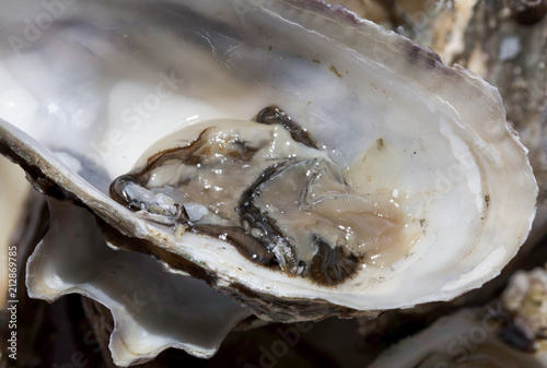 Oyster, close up