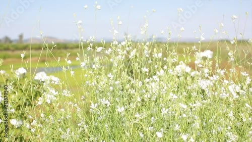 Wallpaper Mural White flowers blowing in the wind. Torontodigital.ca