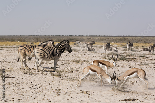 Cebras e Impalas peleando, Namibia (África)