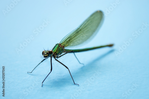 Dragonfly, insect resting on turquoise wall, narrow focus
