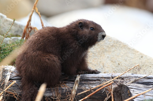 Vancouver Island Marmot, Marmota vancouverensis,  Mount Washington, Vancouver Island, BC, Canada photo