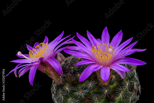 Cactus Mammillaria dehertiana with flower isolated on Black.