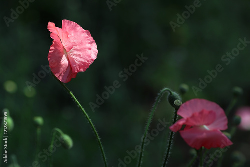 Fototapeta Naklejka Na Ścianę i Meble -  Flowering of pink poppies in the summer garden.


