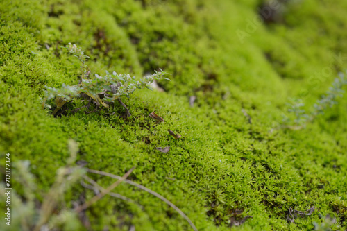 Green moss background © aee_werawan