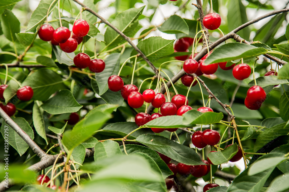 Red ripe cherry grows on a tree