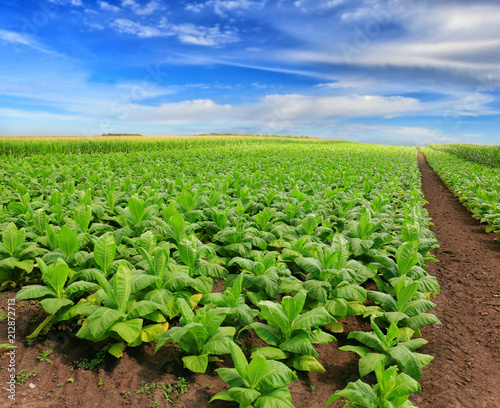 Tobacco big leaf crops growing in tobacco plantation field