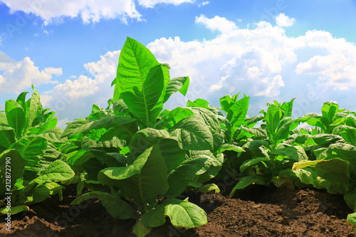 Tobacco big leaf crops growing in tobacco plantation field
