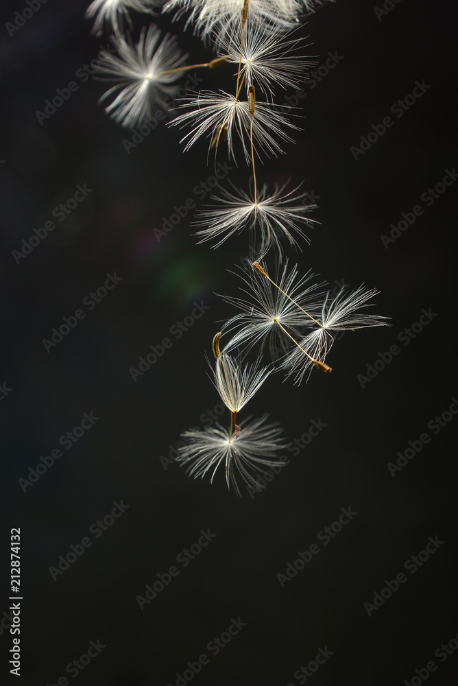 Naklejka premium spores of the dandelion