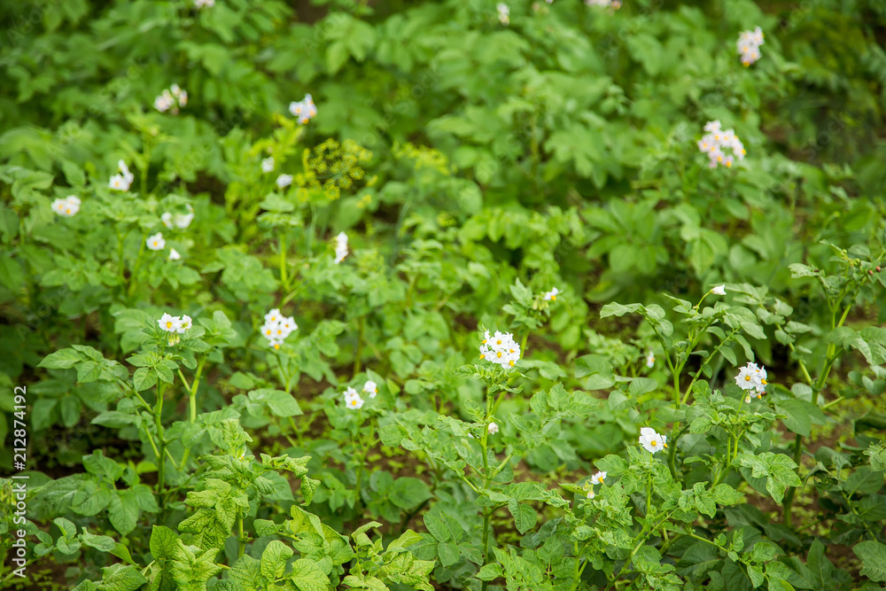 Background of green potatoes on the farm Background of green potatoes on the farm