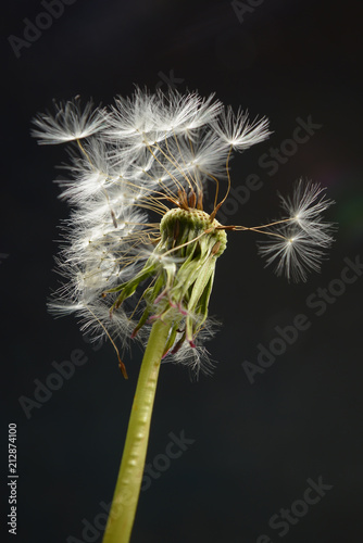 Fototapeta Naklejka Na Ścianę i Meble -  flowers