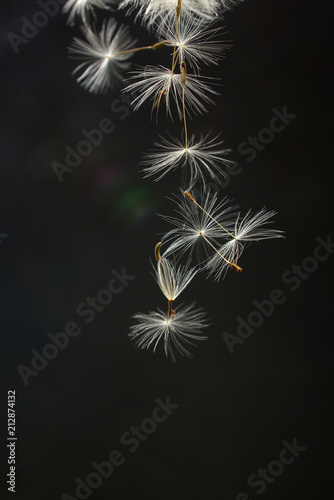 Fototapeta Naklejka Na Ścianę i Meble -  spores of the dandelion