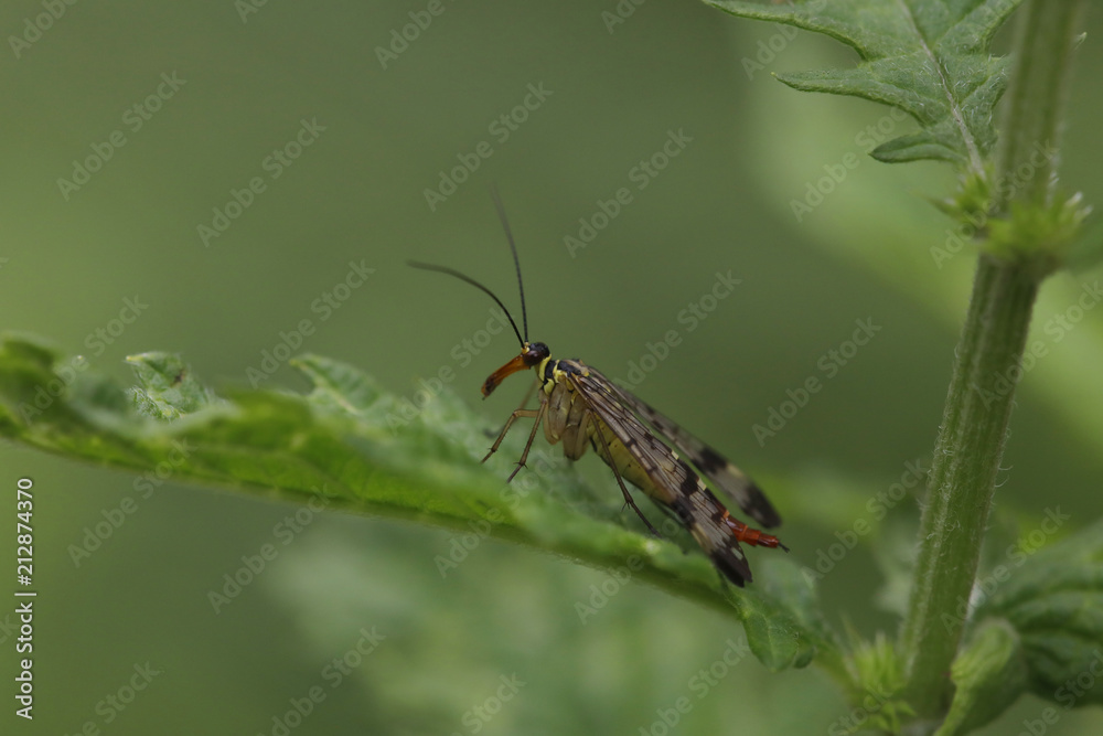 Skorpionsfliege (Panorpidae communis), ) auf grünem Blatt Skorpionsfliege (Panorpidae communis), ) auf grünem Blatt
