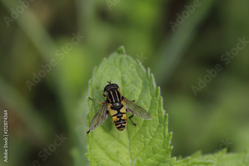 Schwebfliegen (Syrphidae), Stehfliegen oder Schwirrfliegen  © Aggi Schmid
