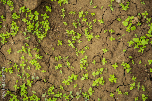 Fluffy cracked earth and greens, background