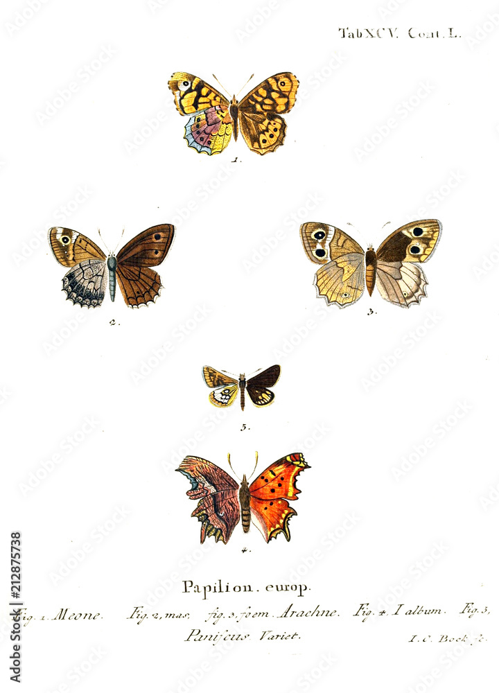 Naklejka Illustration of butterflies