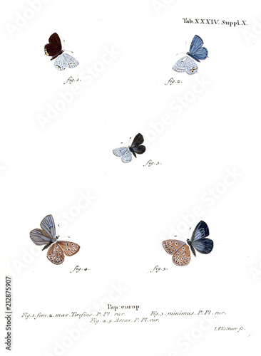 Illustration of butterflies