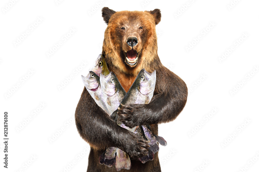 Obraz premium Portrait of a brown bear holding in the paws of a trout isolated on white background