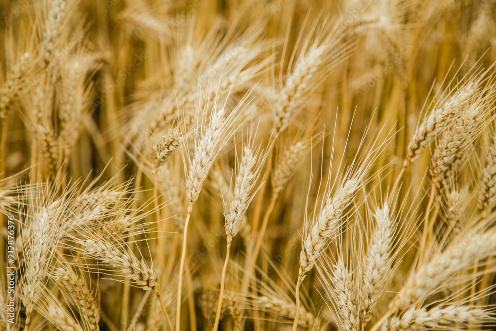 Fototapeta premium Wheat Field On the farm, ears of barley