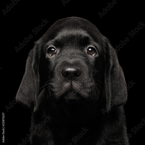 Closeup Portrait of Gorgeous Labrador Retriever puppy looking sad in camera isolated on black background, front view © seregraff