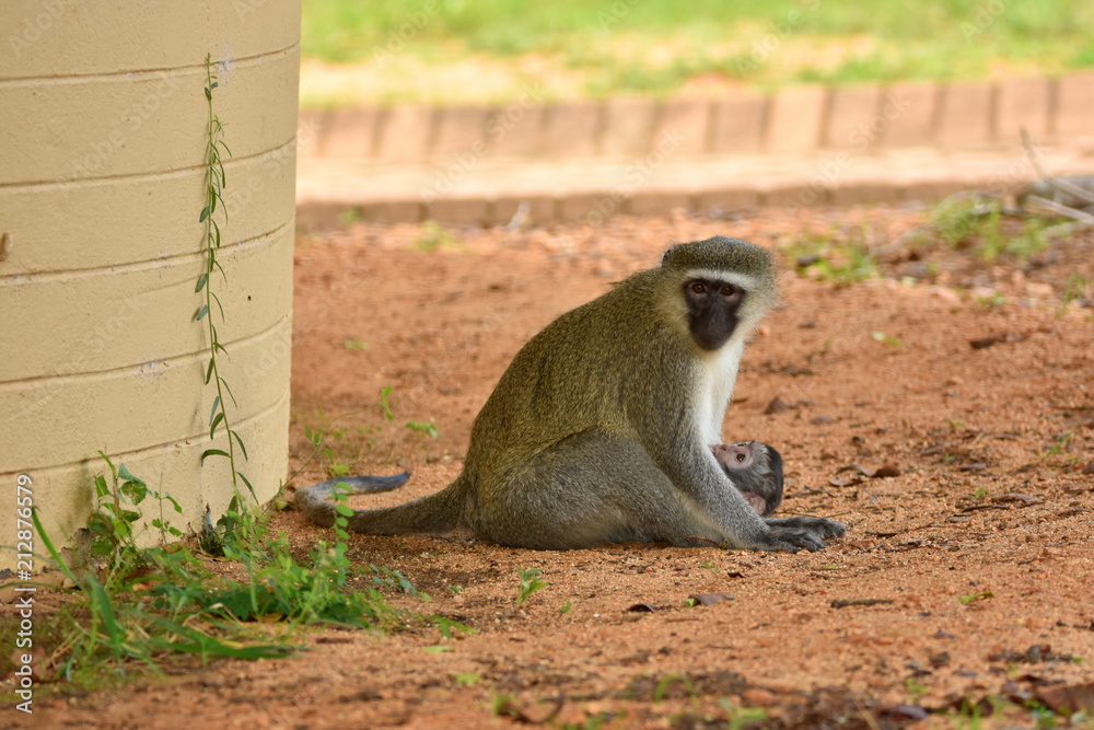 Obraz premium Grünmeerkatze