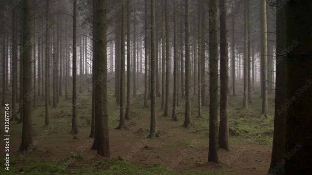 Spooky woodland Spooky woodland