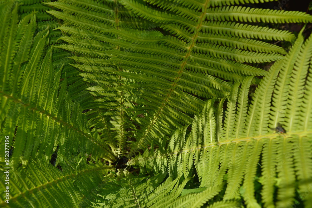 green fern leaves under the sun
