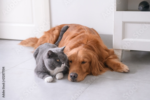 British short hair cat and golden retriever